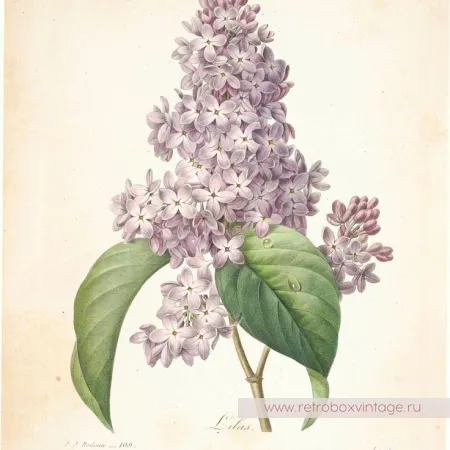 MFA Брошь «Нежная пурпурная сирень» Музейная коллекция