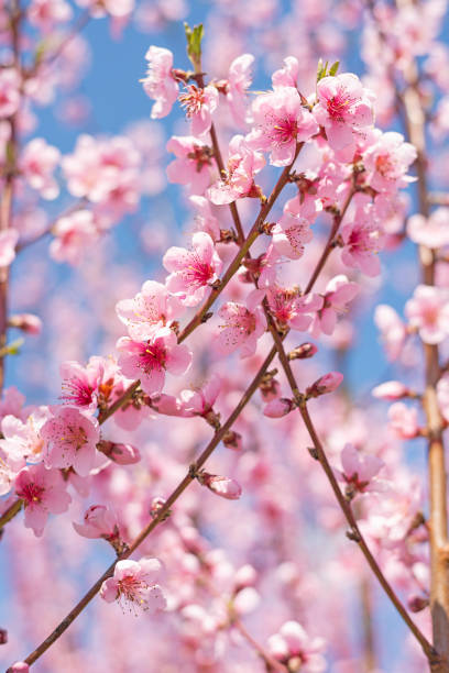 istockphoto-1925010768-612x612.jpg