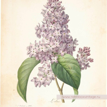 MFA Брошь «Нежная лиловая сирень» Музейная коллекция