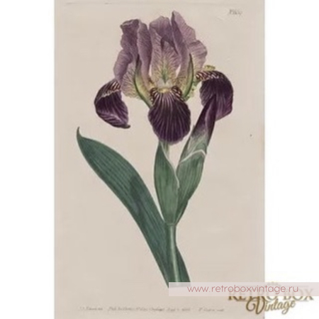 MFA Брошь «Синий ирис» / Музейная коллекция