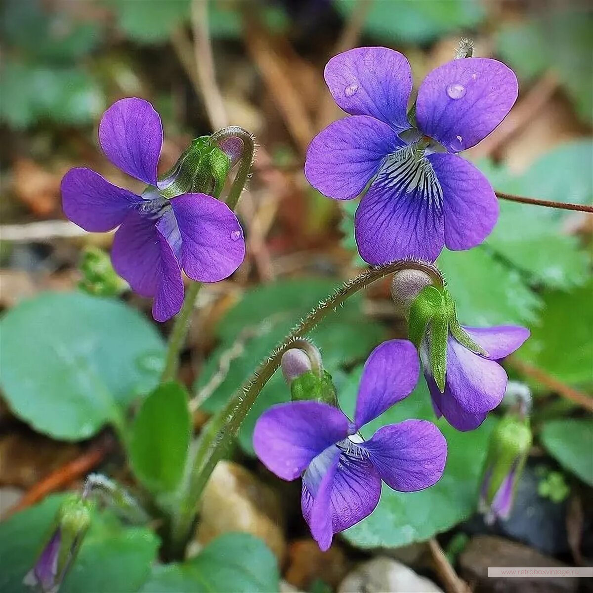 MICHAEL MICHAUD Брошь "Дикие фиалки"