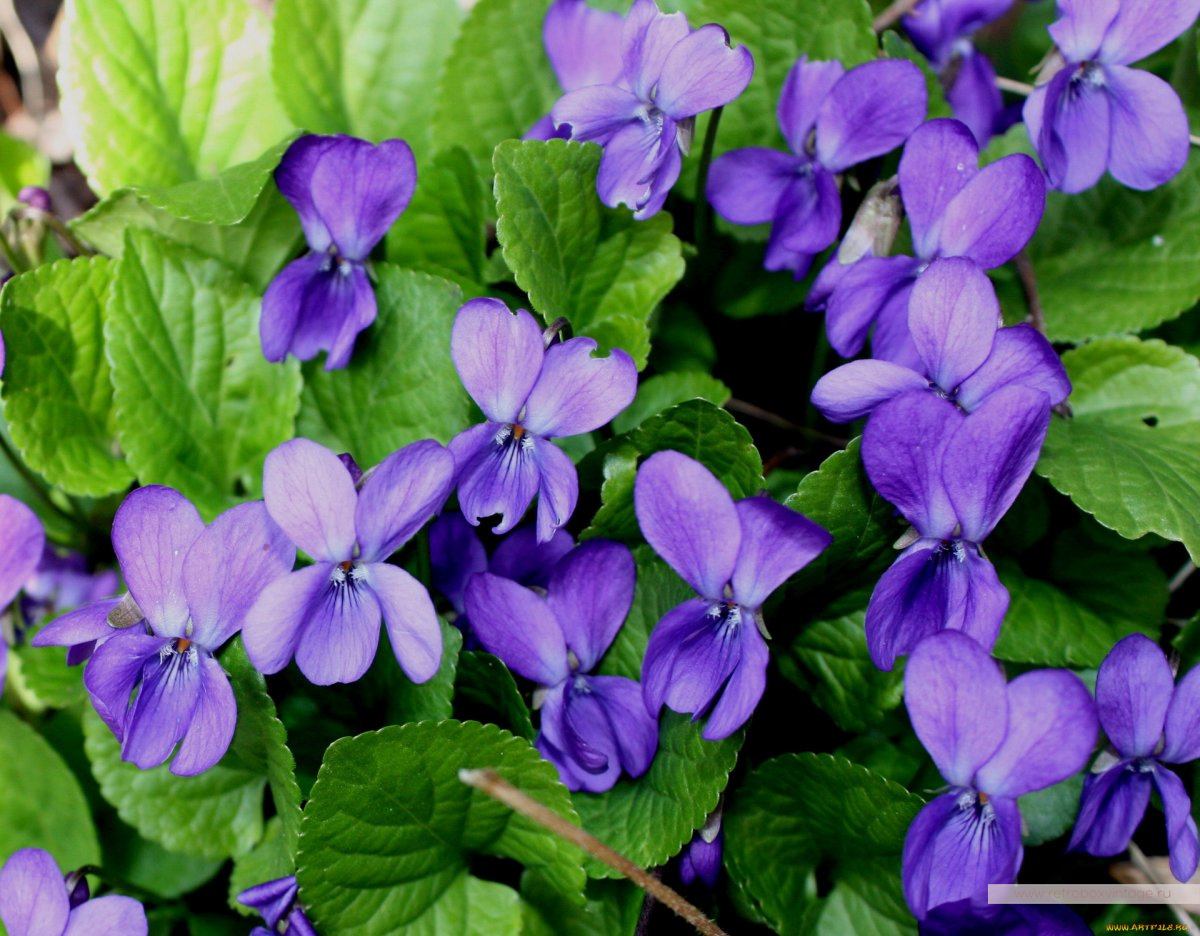 MICHAEL MICHAUD Брошь "Дикие фиалки"